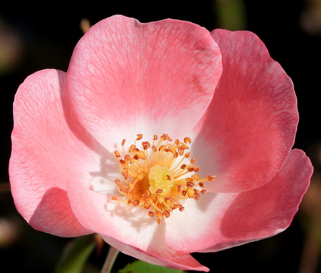 秋の薔薇・カクテル