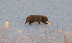 西新井橋の上からかわらにたぬきが