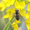 ヒラタアブがからし菜の花に