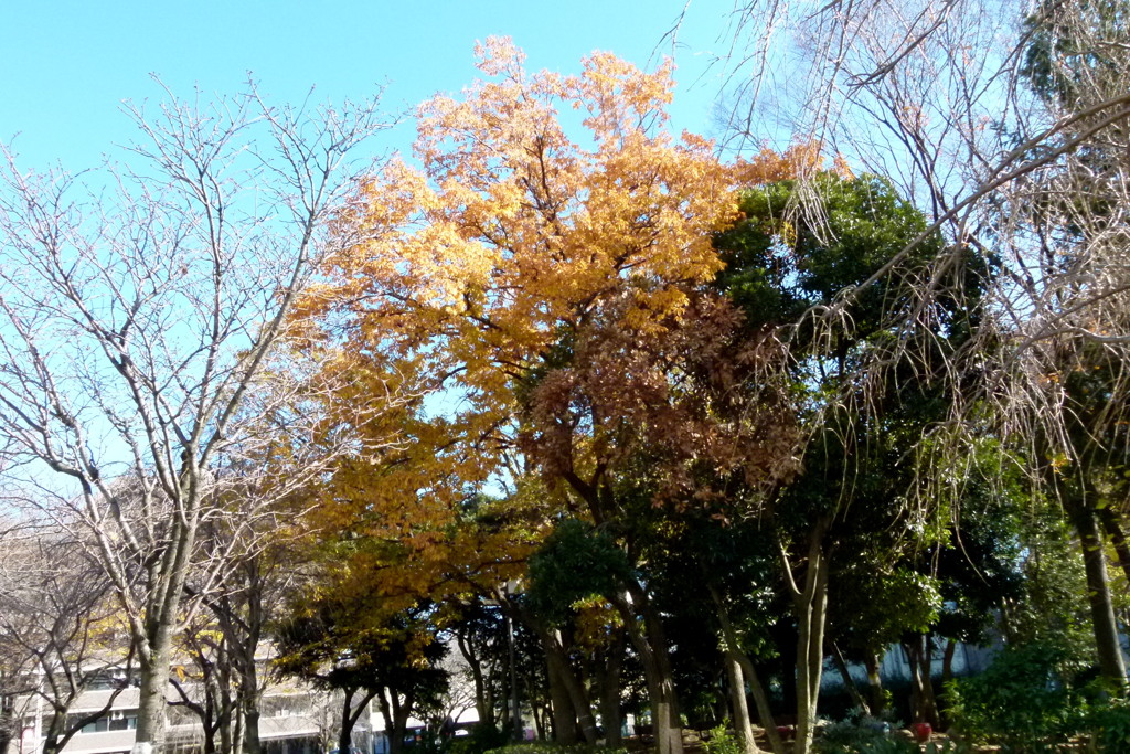 中央本町の区役所公園の黄色いケヤキ