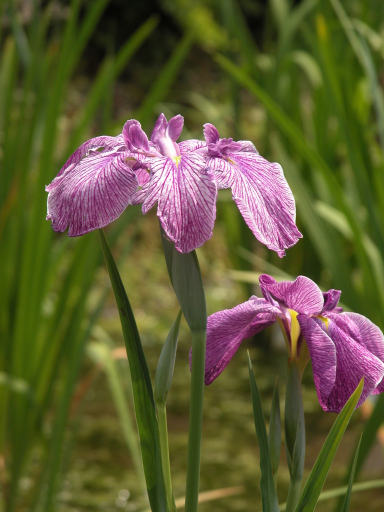 初期の高級デジカメで撮った堀切菖蒲園の花しょうぶ紫