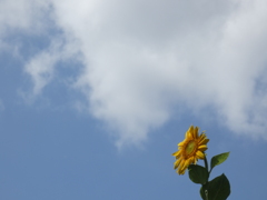 大きな雲と向日葵一輪