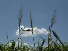 ちょっと早い、いや、ヨシだった