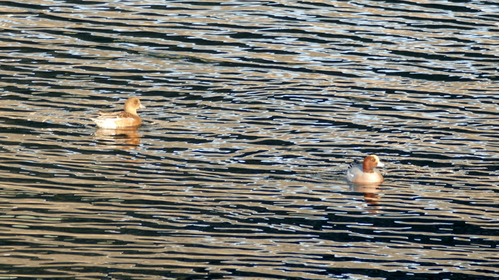 隅田川尾竹橋下のヒドリガモ