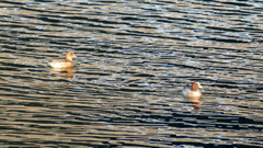隅田川尾竹橋下のヒドリガモ
