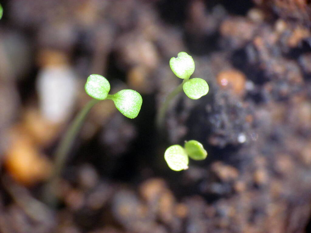 恵比寿草の二葉