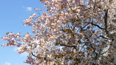 荒川堤の高速下の里ザクラ普賢象晩期