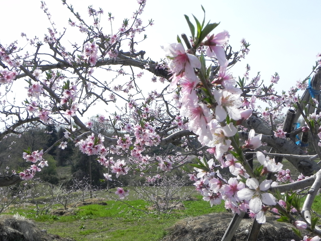 三春の桃の花