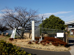 荒川土手上の都市農業公園の五色桜の石碑