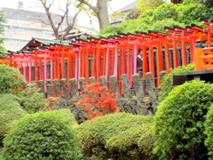 根津神社の朱塗りのつながりの稲荷鳥居
