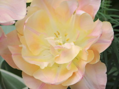 八重咲チューリップの蕊