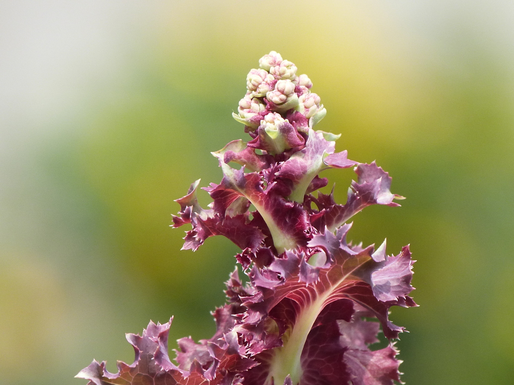 豆田町のサニーレタスの花芽