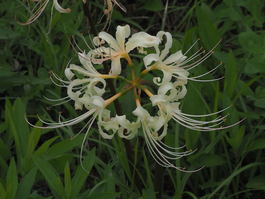 土手に生えてた、リコリス