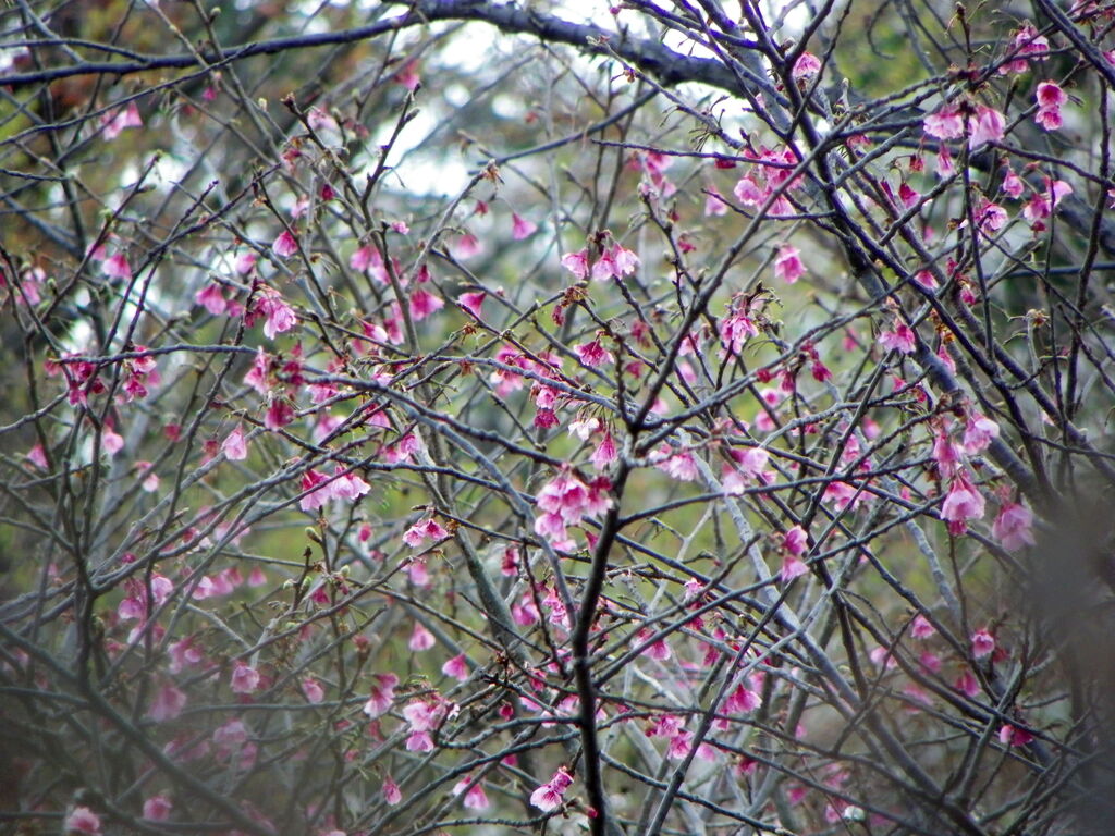 柳原千草園のまばらに咲き花期が長い変化カンヒザクラ