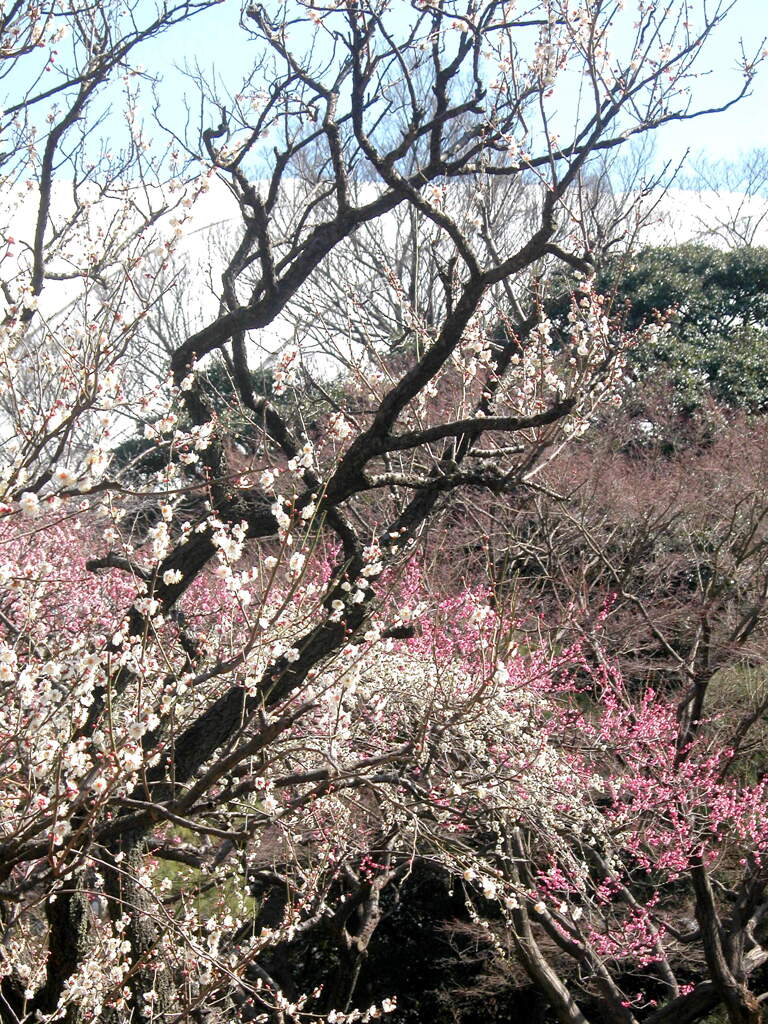 小石川後楽園の白梅紅梅