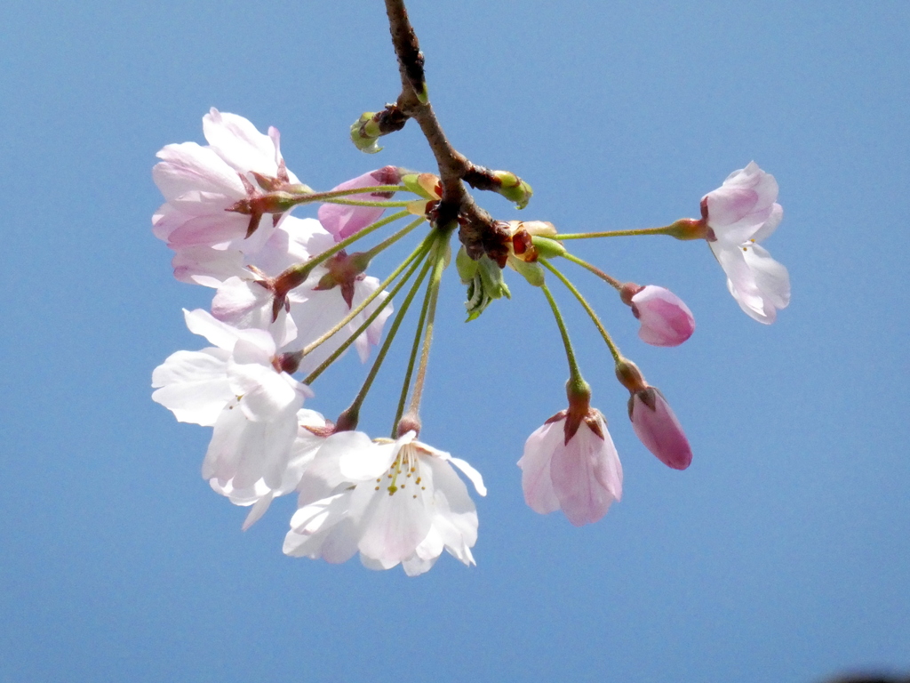 田端の神代曙桜