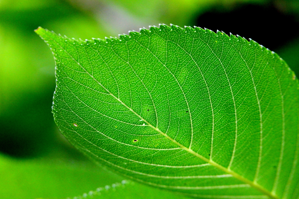 大島桜の葉の葉脈