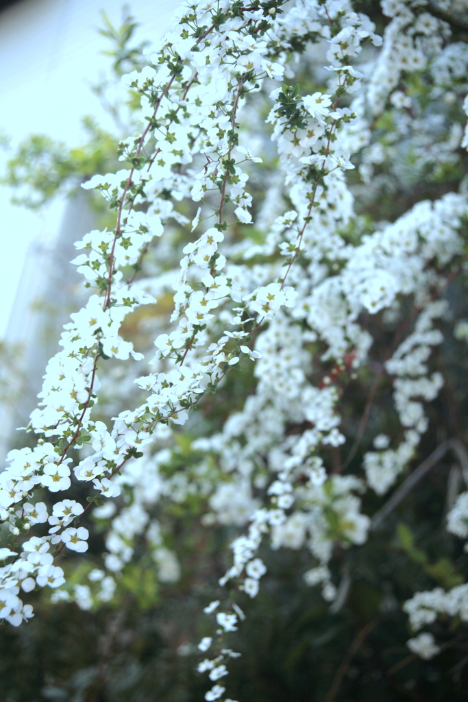 色温度を変えた雪柳