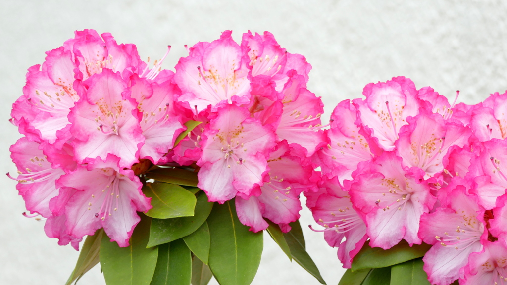 セイヨウシャクナゲ