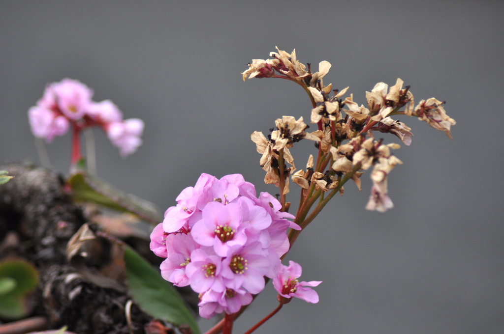 千住の去年の枯れた花びらを残すヒマラヤユキノシタ