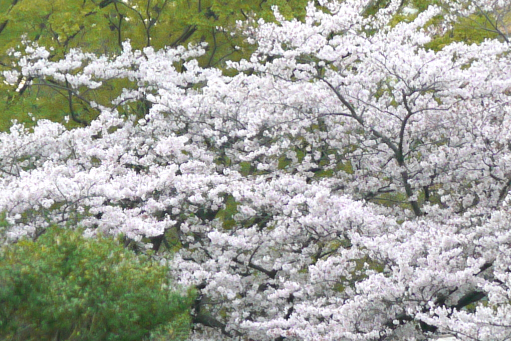 雨上がりの尾竹橋公園の満開の染井吉野