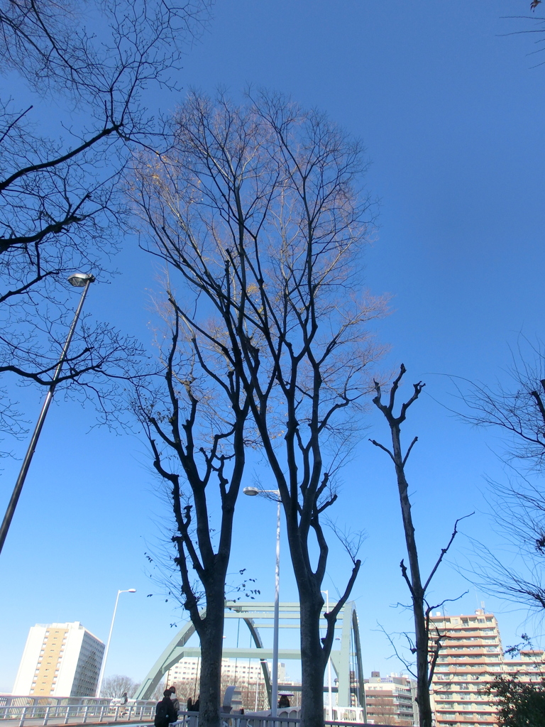 尾竹橋の梢だけ日を浴びる青空の欅