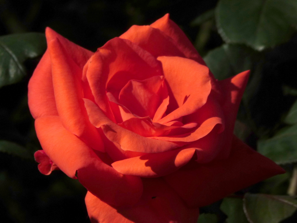 荒川自然公園のオレンジ色の秋薔薇