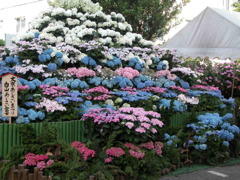 白山神社の紫陽花