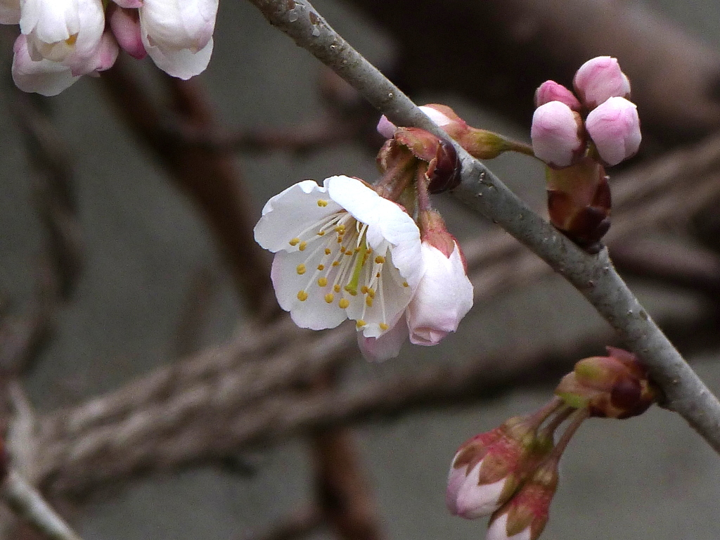 ツバキカン桜の片親なので蕊が特徴の唐実桜（シナミザクラ）