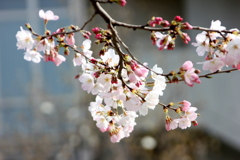 神代曙の花弁の特徴