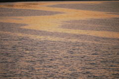 荒川の夕方の潮目模様