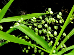 極小ヒメコバンソウ