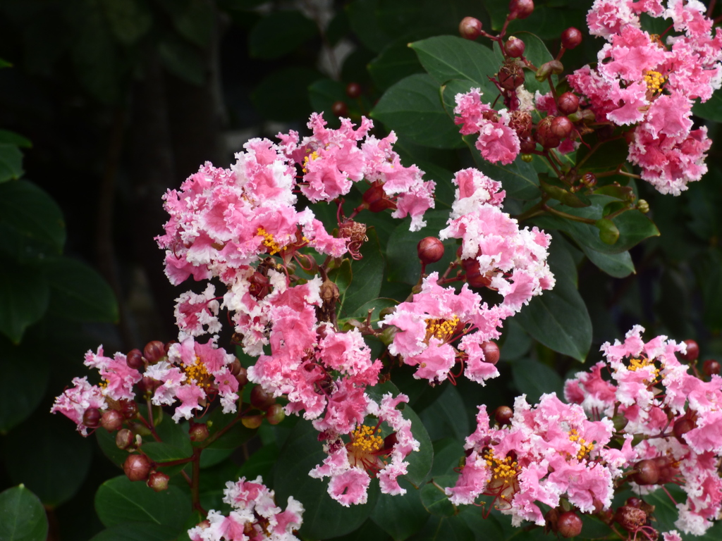 ’はなび’という品種の百日紅かな