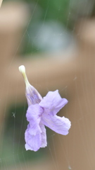 小さいルイラソウの花がくもの巣に