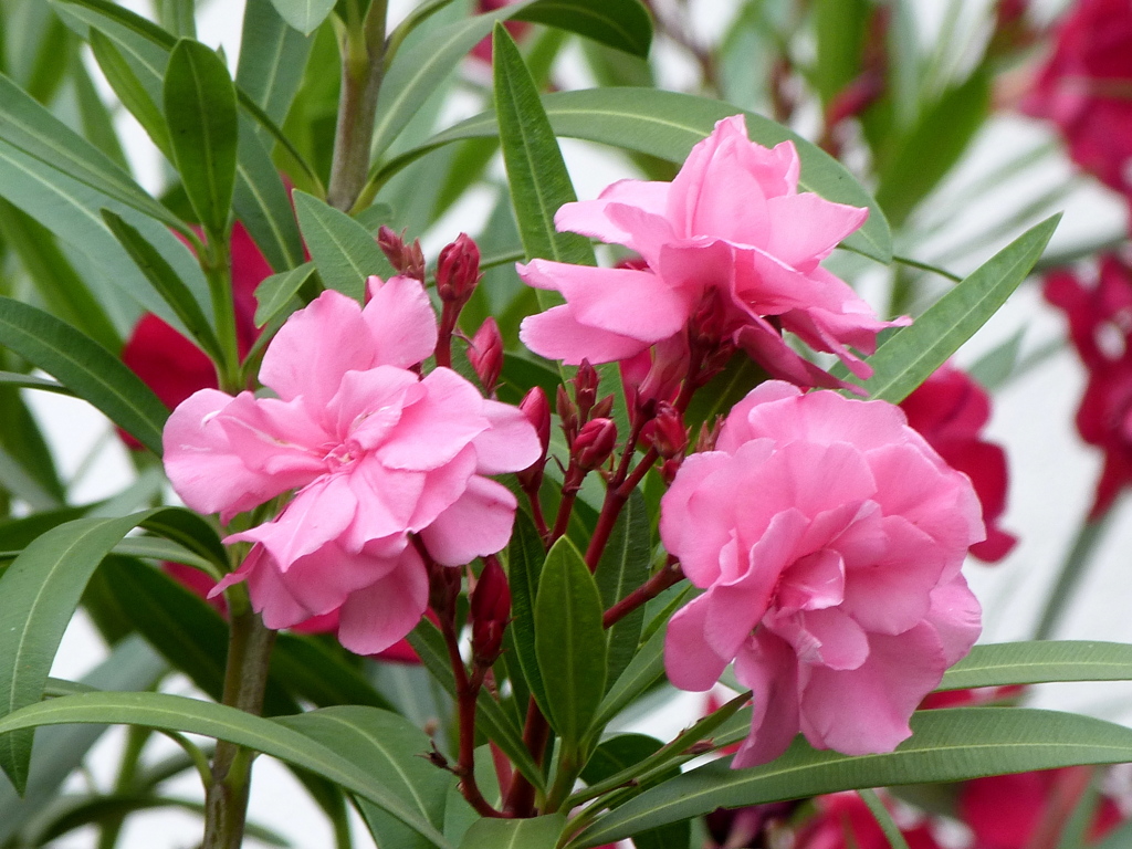 八重咲キョウチクトウ