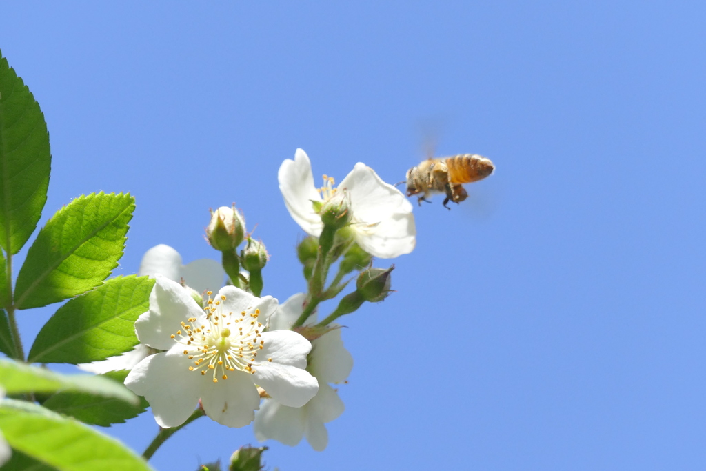 ミツバチと野薔薇の空