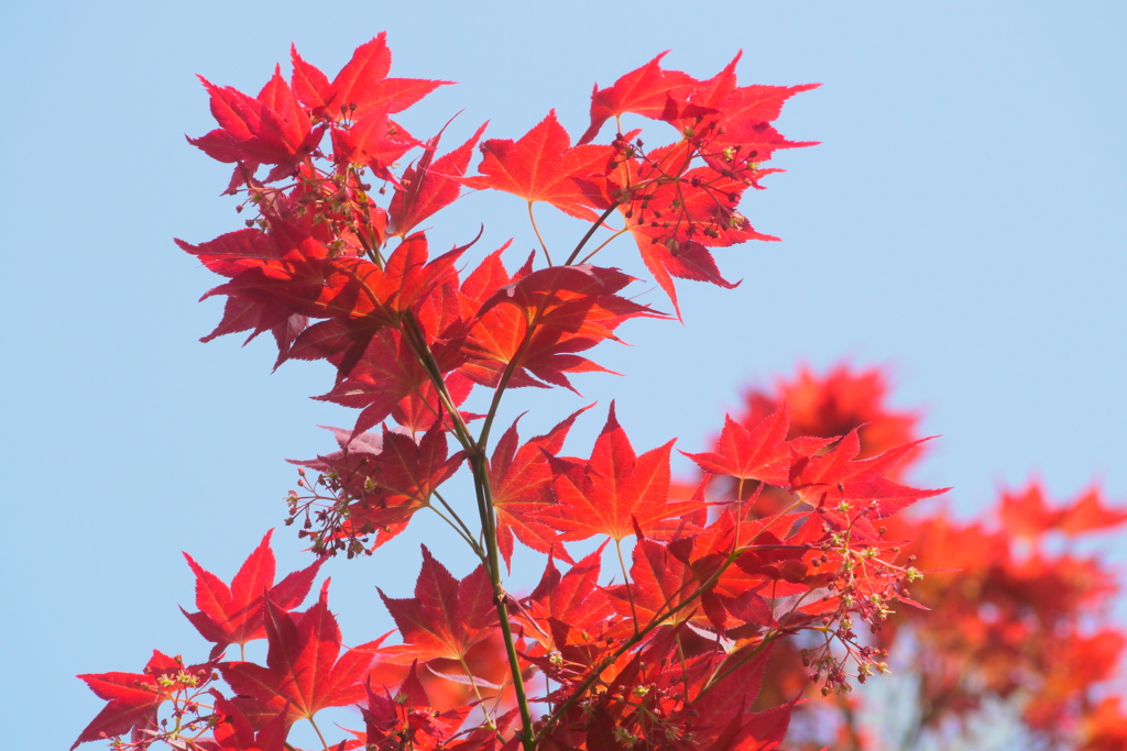 千住大橋のノムラモミジの花芽