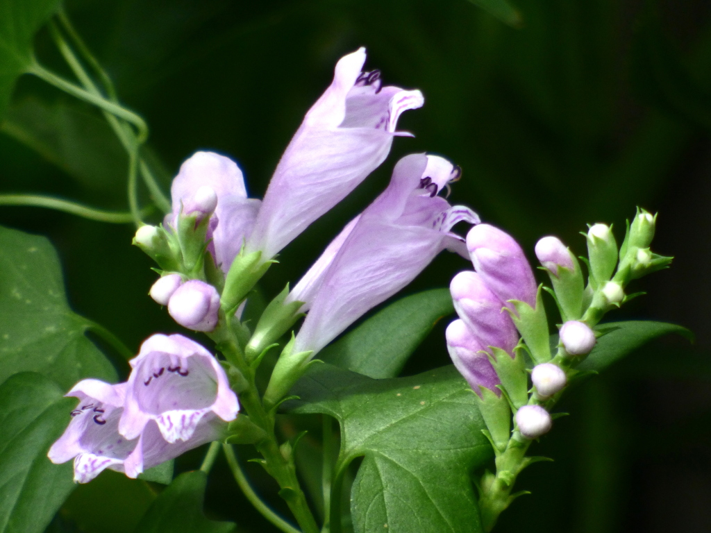 ドラゴンの仲間、タイガー、だって花虎の尾