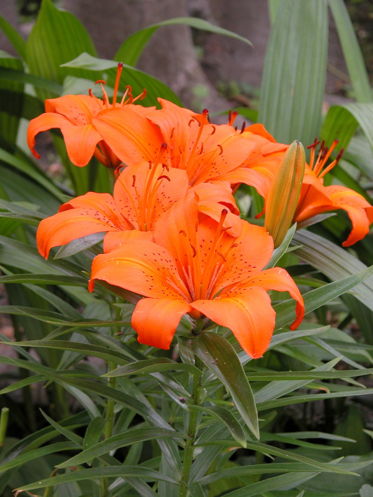 堀切菖蒲園のヘメロカリス