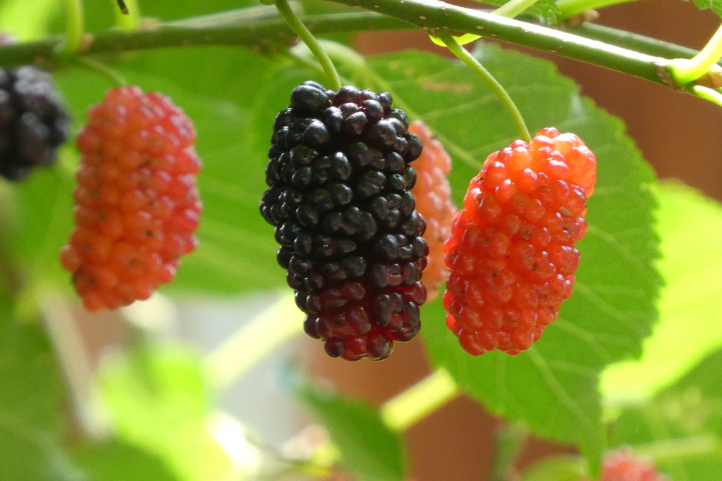 美味しそう、桑の実