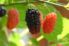 美味しそう、桑の実