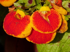 赤いカルセオラリア