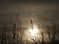 草むらの落日１