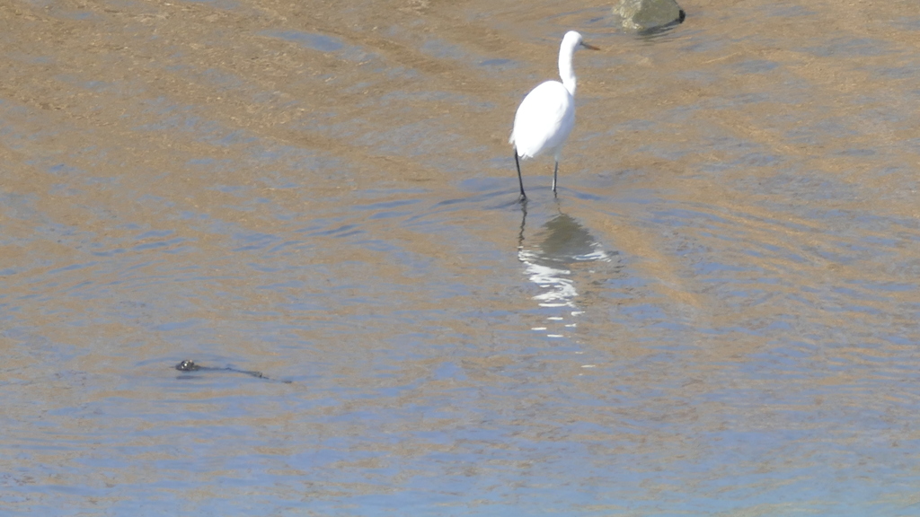 荒川扇大橋下のコサギ