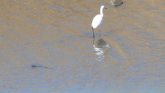荒川扇大橋下のコサギ