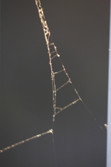 夕方の隅田川テラスのタワー型クモの糸