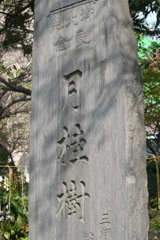 素戔嗚神社の月桂樹の石碑