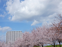 南千住隅田川沿い汐入公園の染井吉野