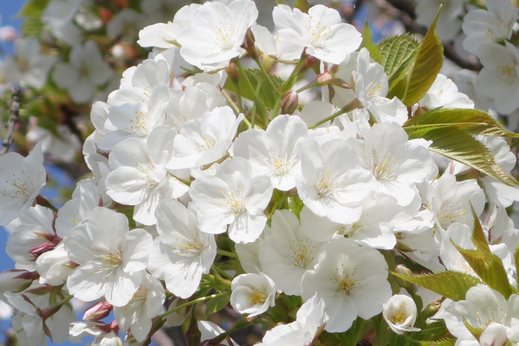 荒川土手五色桜の有明桜