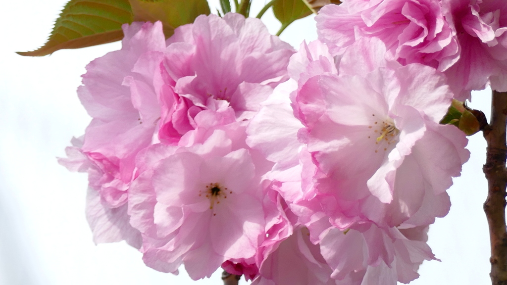 里ザクラ紅豊が満開に